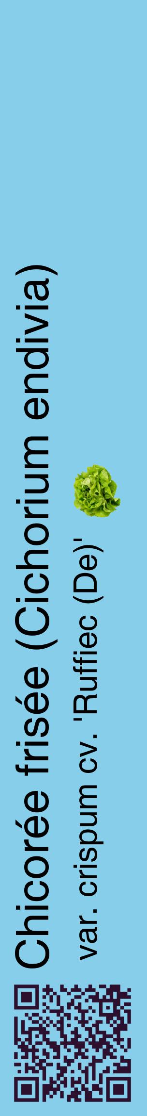 Étiquette de : Cichorium endivia var. crispum cv. 'Ruffiec (De)' - format c - style noire1_basiquehel avec qrcode et comestibilité simplifiée