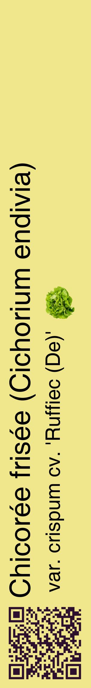 Étiquette de : Cichorium endivia var. crispum cv. 'Ruffiec (De)' - format c - style noire20_basiquehel avec qrcode et comestibilité simplifiée