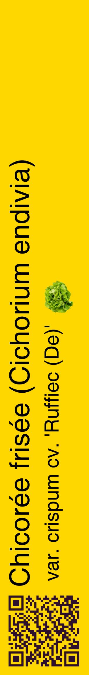 Étiquette de : Cichorium endivia var. crispum cv. 'Ruffiec (De)' - format c - style noire21_basiquehel avec qrcode et comestibilité simplifiée