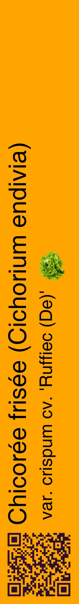 Étiquette de : Cichorium endivia var. crispum cv. 'Ruffiec (De)' - format c - style noire22_basiquehel avec qrcode et comestibilité simplifiée