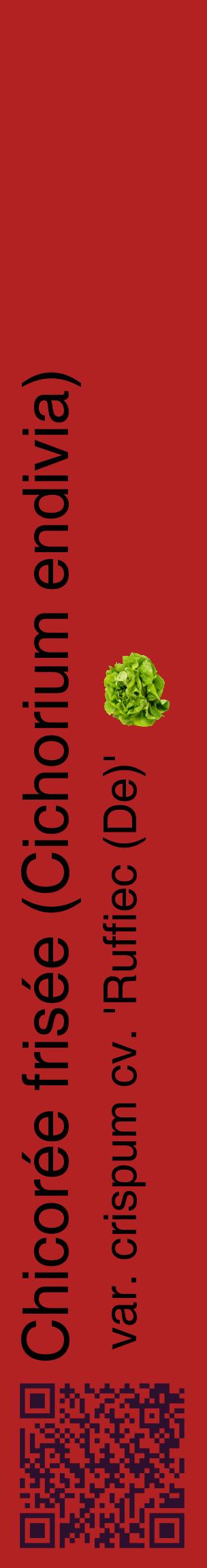 Étiquette de : Cichorium endivia var. crispum cv. 'Ruffiec (De)' - format c - style noire28_basiquehel avec qrcode et comestibilité simplifiée