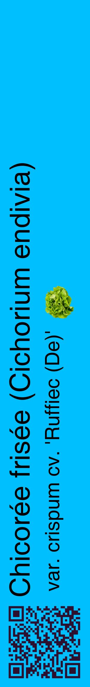 Étiquette de : Cichorium endivia var. crispum cv. 'Ruffiec (De)' - format c - style noire2_basiquehel avec qrcode et comestibilité simplifiée