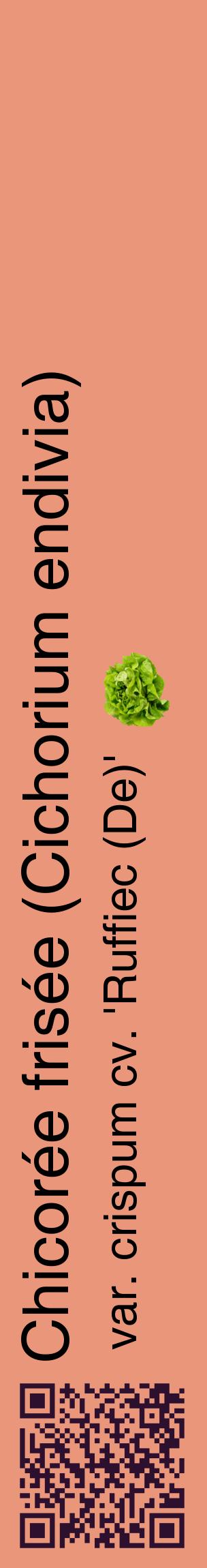 Étiquette de : Cichorium endivia var. crispum cv. 'Ruffiec (De)' - format c - style noire37_basiquehel avec qrcode et comestibilité simplifiée