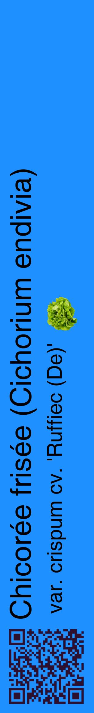 Étiquette de : Cichorium endivia var. crispum cv. 'Ruffiec (De)' - format c - style noire3_basiquehel avec qrcode et comestibilité simplifiée