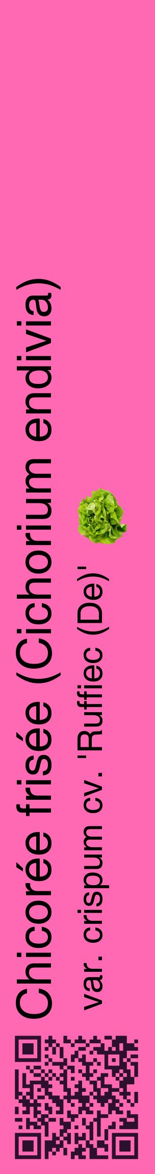 Étiquette de : Cichorium endivia var. crispum cv. 'Ruffiec (De)' - format c - style noire42_basiquehel avec qrcode et comestibilité simplifiée