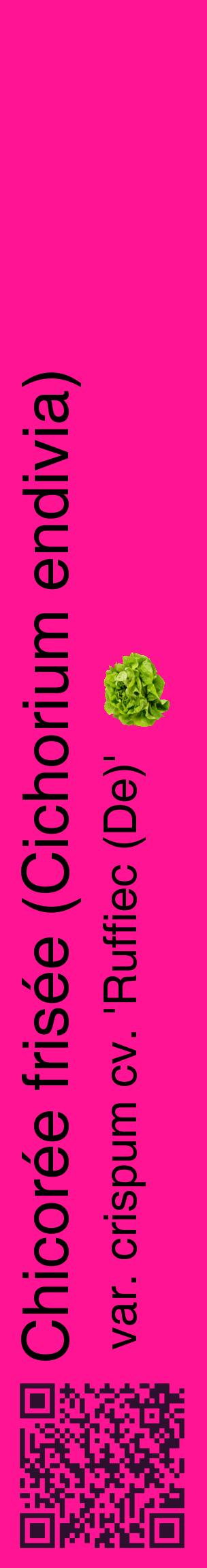 Étiquette de : Cichorium endivia var. crispum cv. 'Ruffiec (De)' - format c - style noire43_basiquehel avec qrcode et comestibilité simplifiée