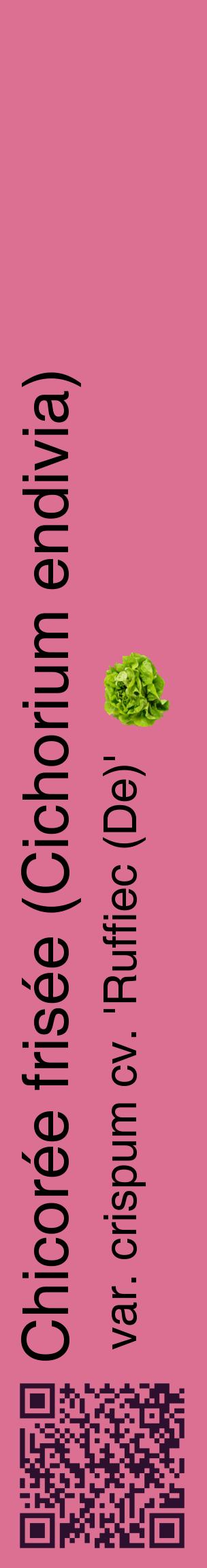 Étiquette de : Cichorium endivia var. crispum cv. 'Ruffiec (De)' - format c - style noire44_basiquehel avec qrcode et comestibilité simplifiée