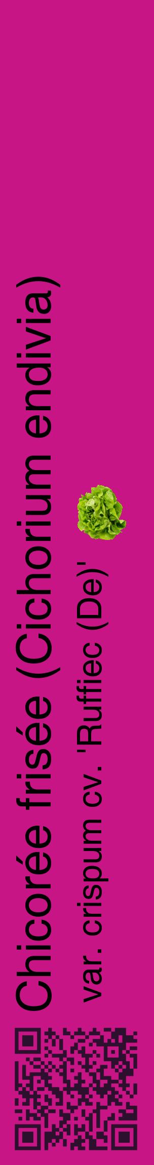 Étiquette de : Cichorium endivia var. crispum cv. 'Ruffiec (De)' - format c - style noire45_basiquehel avec qrcode et comestibilité simplifiée