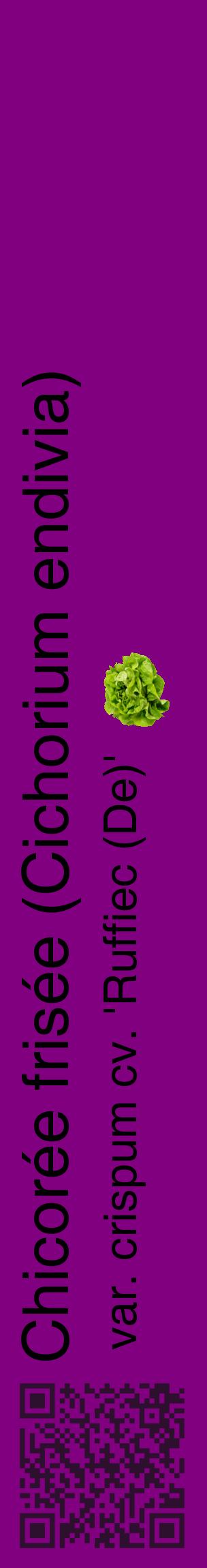 Étiquette de : Cichorium endivia var. crispum cv. 'Ruffiec (De)' - format c - style noire46_basiquehel avec qrcode et comestibilité simplifiée