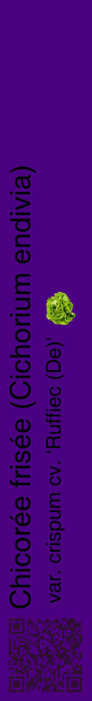 Étiquette de : Cichorium endivia var. crispum cv. 'Ruffiec (De)' - format c - style noire47_basiquehel avec qrcode et comestibilité simplifiée