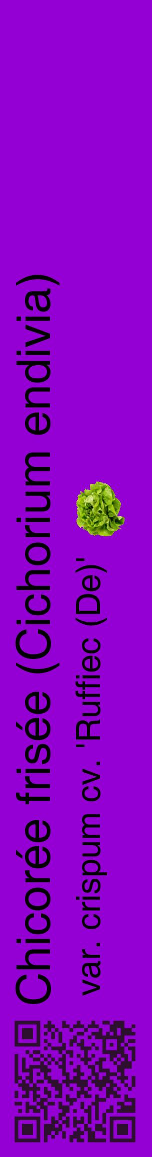 Étiquette de : Cichorium endivia var. crispum cv. 'Ruffiec (De)' - format c - style noire48_basiquehel avec qrcode et comestibilité simplifiée
