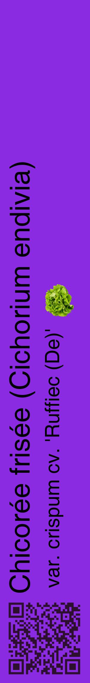 Étiquette de : Cichorium endivia var. crispum cv. 'Ruffiec (De)' - format c - style noire49_basiquehel avec qrcode et comestibilité simplifiée