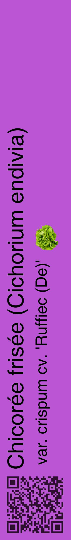 Étiquette de : Cichorium endivia var. crispum cv. 'Ruffiec (De)' - format c - style noire50_basiquehel avec qrcode et comestibilité simplifiée