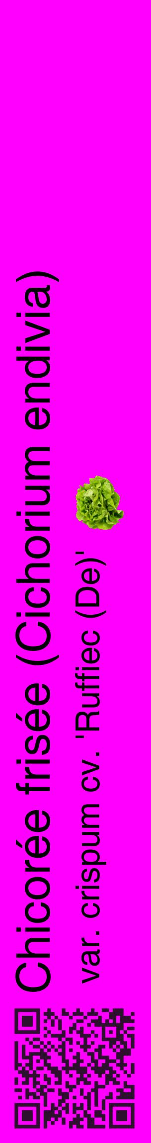Étiquette de : Cichorium endivia var. crispum cv. 'Ruffiec (De)' - format c - style noire51_basiquehel avec qrcode et comestibilité simplifiée