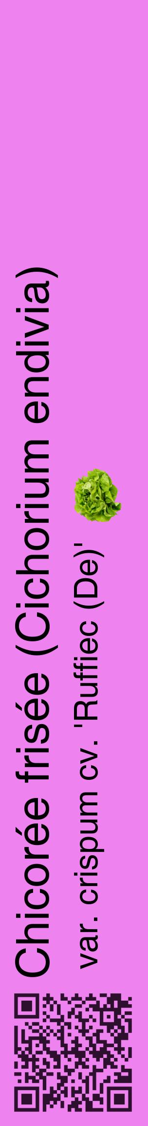 Étiquette de : Cichorium endivia var. crispum cv. 'Ruffiec (De)' - format c - style noire53_basiquehel avec qrcode et comestibilité simplifiée