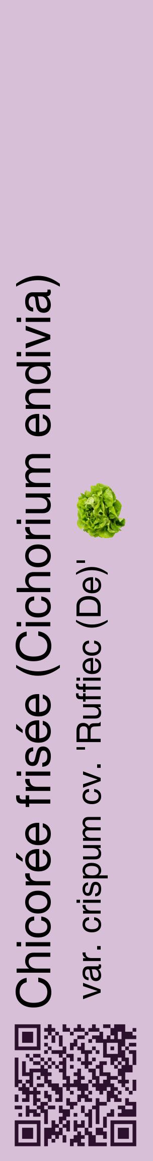 Étiquette de : Cichorium endivia var. crispum cv. 'Ruffiec (De)' - format c - style noire54_basiquehel avec qrcode et comestibilité simplifiée