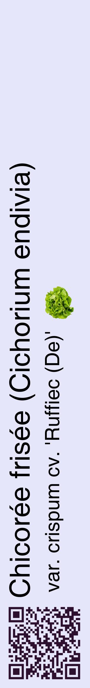 Étiquette de : Cichorium endivia var. crispum cv. 'Ruffiec (De)' - format c - style noire55_basiquehel avec qrcode et comestibilité simplifiée