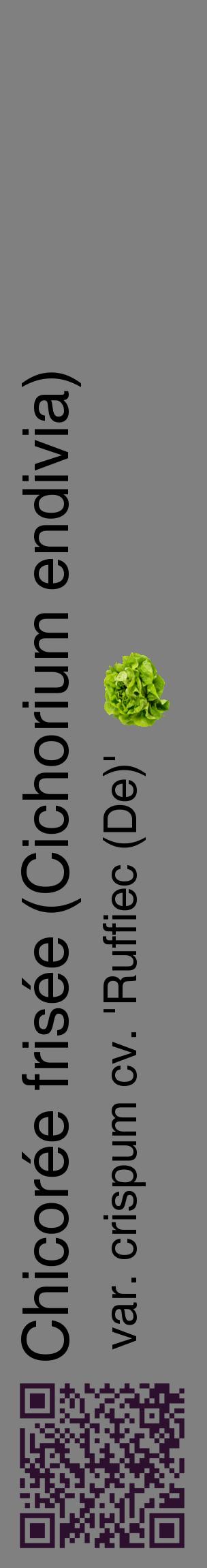 Étiquette de : Cichorium endivia var. crispum cv. 'Ruffiec (De)' - format c - style noire57_basiquehel avec qrcode et comestibilité simplifiée