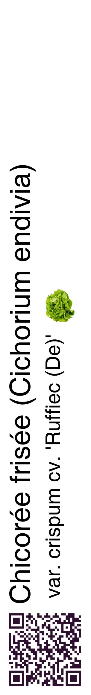 Étiquette de : Cichorium endivia var. crispum cv. 'Ruffiec (De)' - format c - style noire60_basiquehel avec qrcode et comestibilité simplifiée