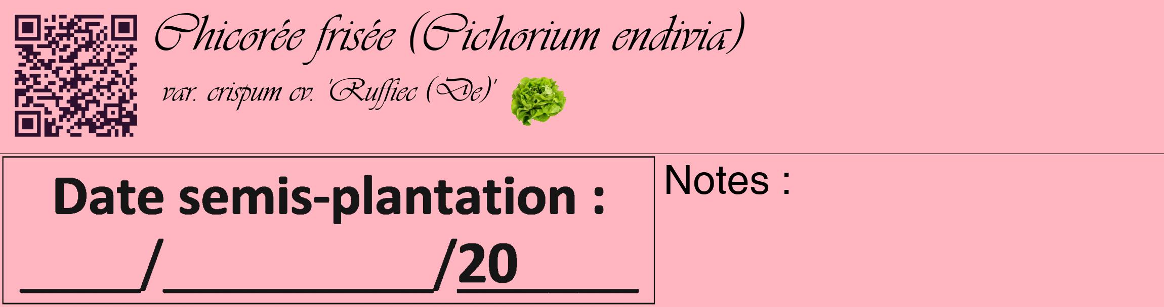 Étiquette de : Cichorium endivia var. crispum cv. 'Ruffiec (De)' - format c - style noire41basique_basique_basiqueviv avec qrcode et comestibilité simplifiée