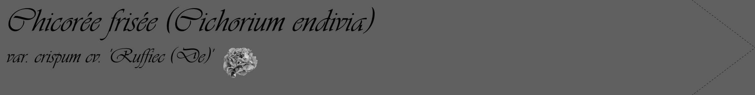 Étiquette de : Cichorium endivia var. crispum cv. 'Ruffiec (De)' - format c - style noire10_simple_simpleviv avec comestibilité simplifiée