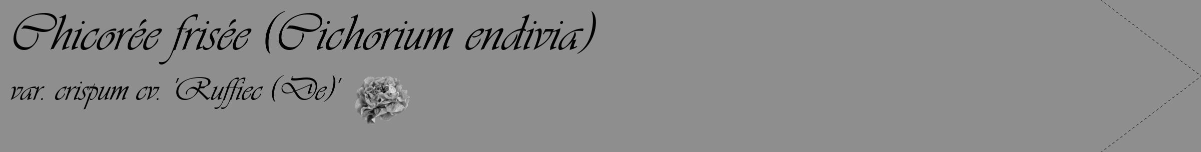 Étiquette de : Cichorium endivia var. crispum cv. 'Ruffiec (De)' - format c - style noire25_simple_simpleviv avec comestibilité simplifiée