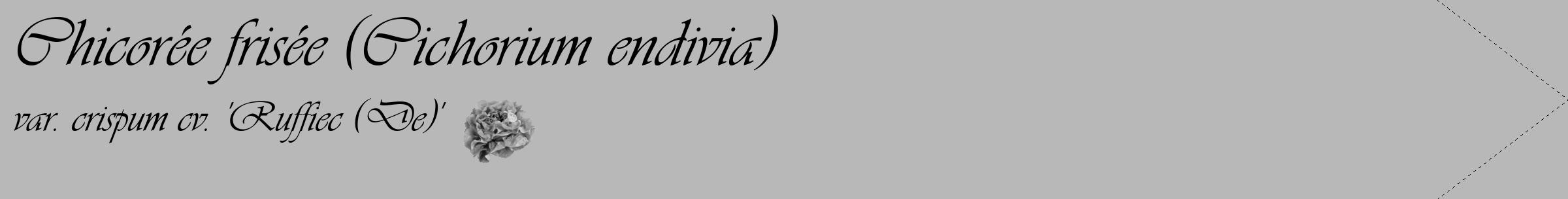 Étiquette de : Cichorium endivia var. crispum cv. 'Ruffiec (De)' - format c - style noire39_simple_simpleviv avec comestibilité simplifiée
