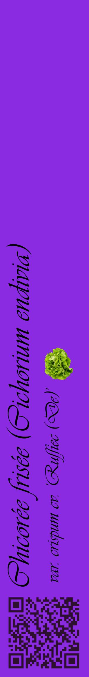 Étiquette de : Cichorium endivia var. crispum cv. 'Ruffiec (De)' - format c - style noire49_basiqueviv avec qrcode et comestibilité simplifiée