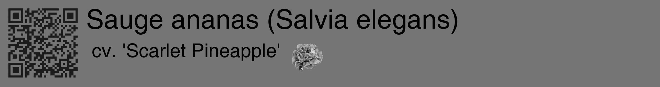 Étiquette de : Salvia elegans cv. 'Scarlet Pineapple' - format c - style noire5_basique_basiquehel avec qrcode et comestibilité simplifiée