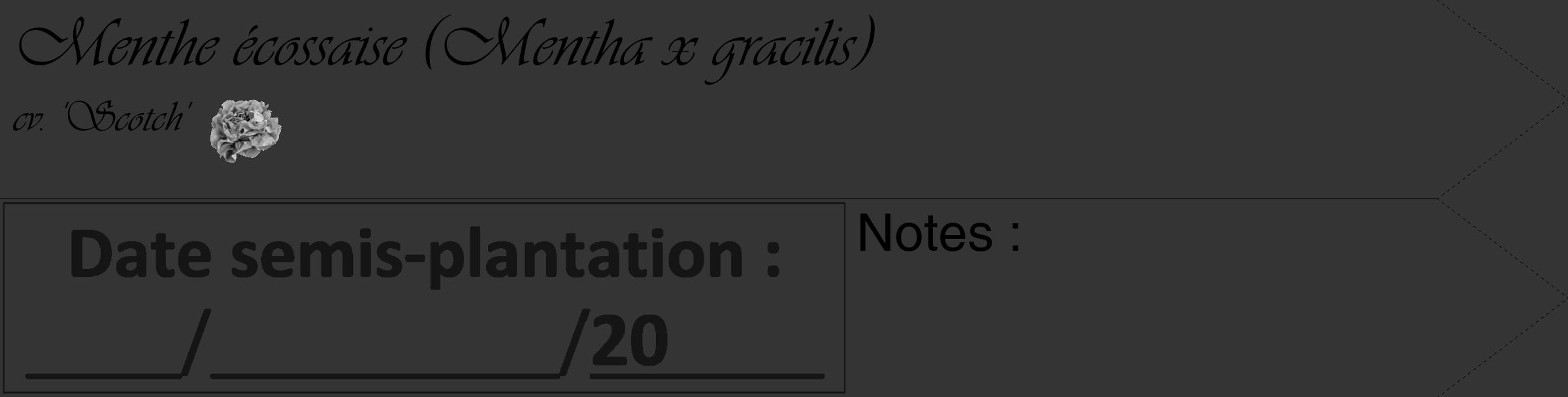 Étiquette de : Mentha x gracilis cv. 'Scotch' - format c - style noire46simple_basique_basiqueviv avec comestibilité simplifiée
