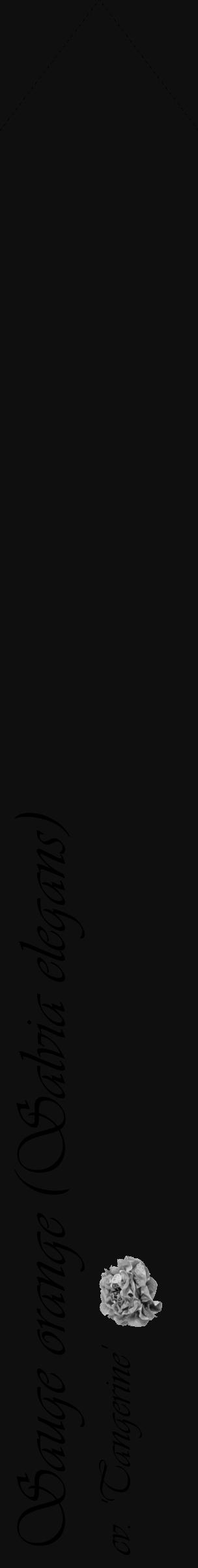 Étiquette de : Salvia elegans cv. 'Tangerine' - format c - style noire7_simple_simpleviv avec comestibilité simplifiée - position verticale