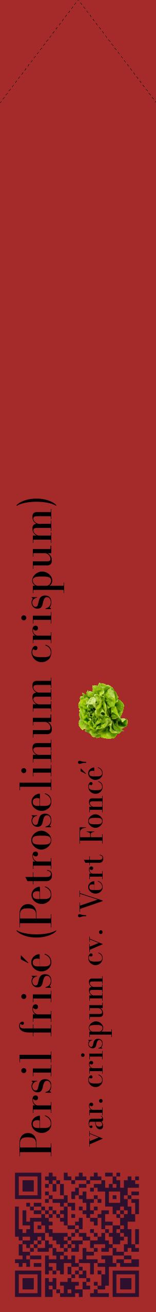Étiquette de : Petroselinum crispum var. crispum cv. 'Vert Foncé' - format c - style noire33_simplebod avec qrcode et comestibilité simplifiée