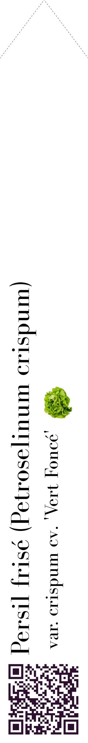Étiquette de : Petroselinum crispum var. crispum cv. 'Vert Foncé' - format c - style noire60_simplebod avec qrcode et comestibilité simplifiée