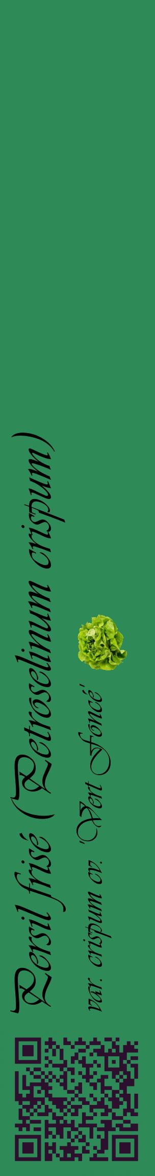 Étiquette de : Petroselinum crispum var. crispum cv. 'Vert Foncé' - format c - style noire11_basiqueviv avec qrcode et comestibilité simplifiée