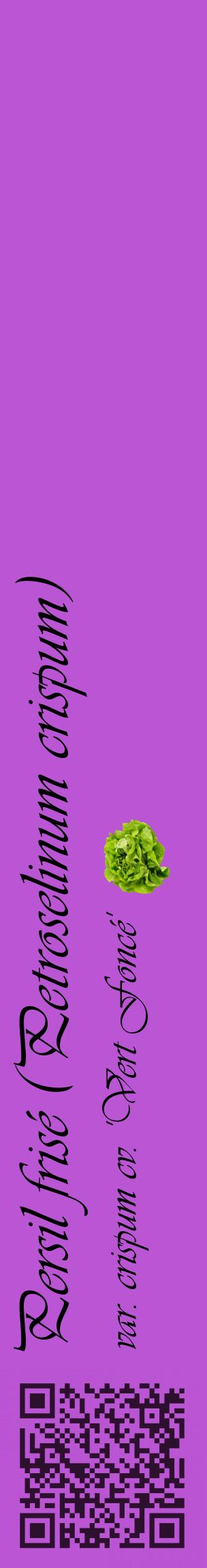 Étiquette de : Petroselinum crispum var. crispum cv. 'Vert Foncé' - format c - style noire50_basiqueviv avec qrcode et comestibilité simplifiée