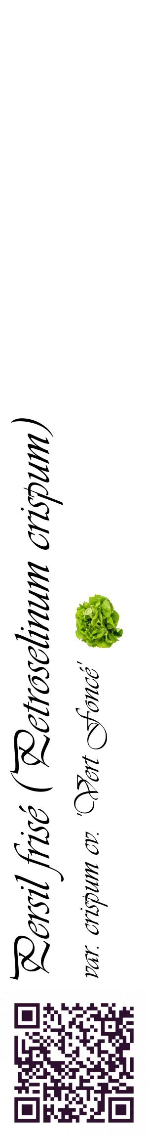 Étiquette de : Petroselinum crispum var. crispum cv. 'Vert Foncé' - format c - style noire60_basiqueviv avec qrcode et comestibilité simplifiée