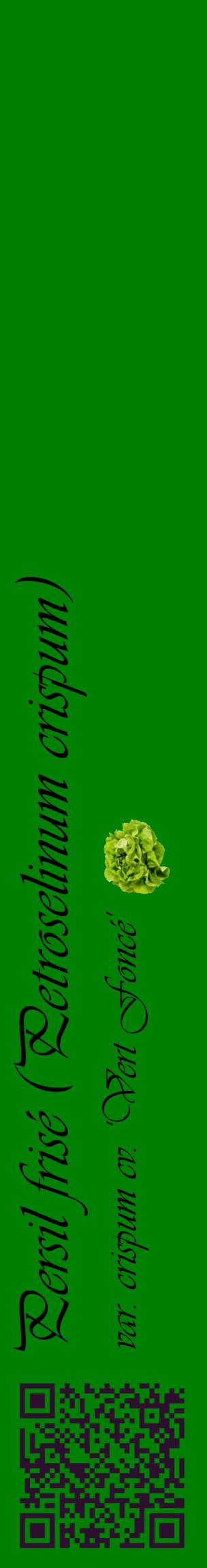Étiquette de : Petroselinum crispum var. crispum cv. 'Vert Foncé' - format c - style noire9_basiqueviv avec qrcode et comestibilité simplifiée