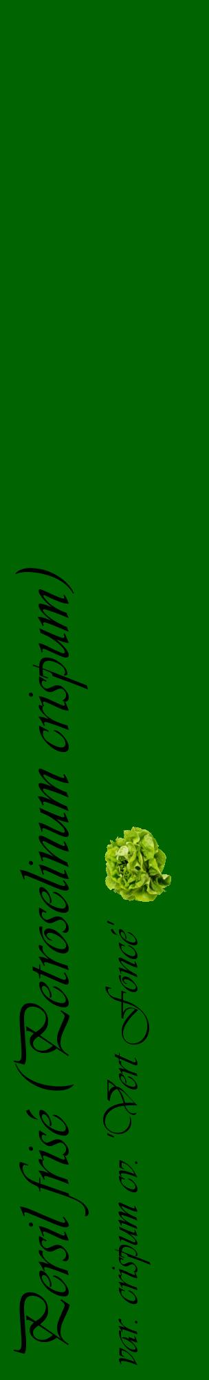 Étiquette de : Petroselinum crispum var. crispum cv. 'Vert Foncé' - format c - style noire8_basiqueviv avec comestibilité simplifiée