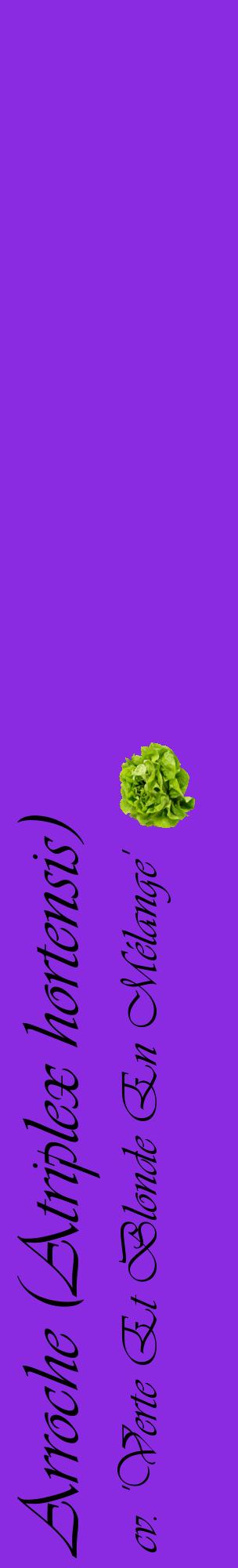Étiquette de : Atriplex hortensis cv. 'Verte Et Blonde En Mélange' - format c - style noire49_basiqueviv avec comestibilité simplifiée