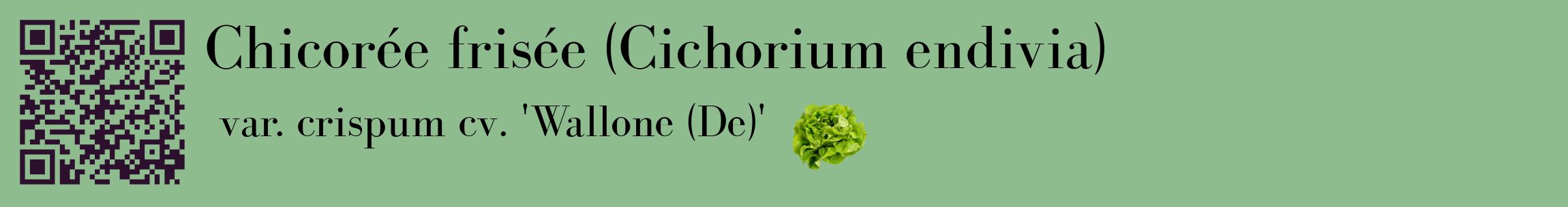 Étiquette de : Cichorium endivia var. crispum cv. 'Wallone (De)' - format c - style noire13basique_basique_basiquebod avec qrcode et comestibilité simplifiée
