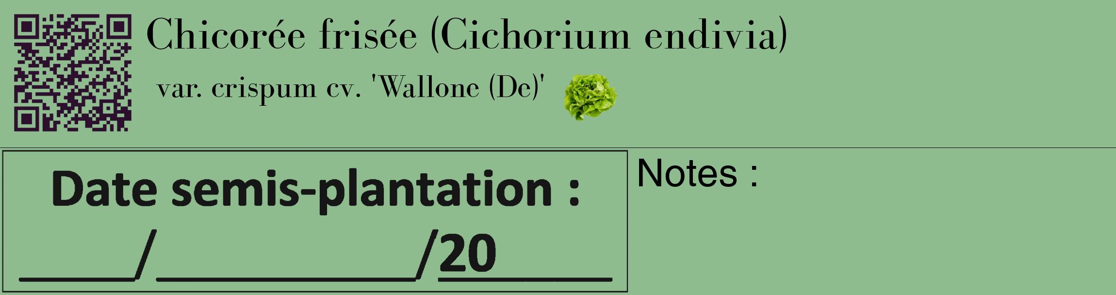 Étiquette de : Cichorium endivia var. crispum cv. 'Wallone (De)' - format c - style noire13basique_basique_basiquebod avec qrcode et comestibilité simplifiée