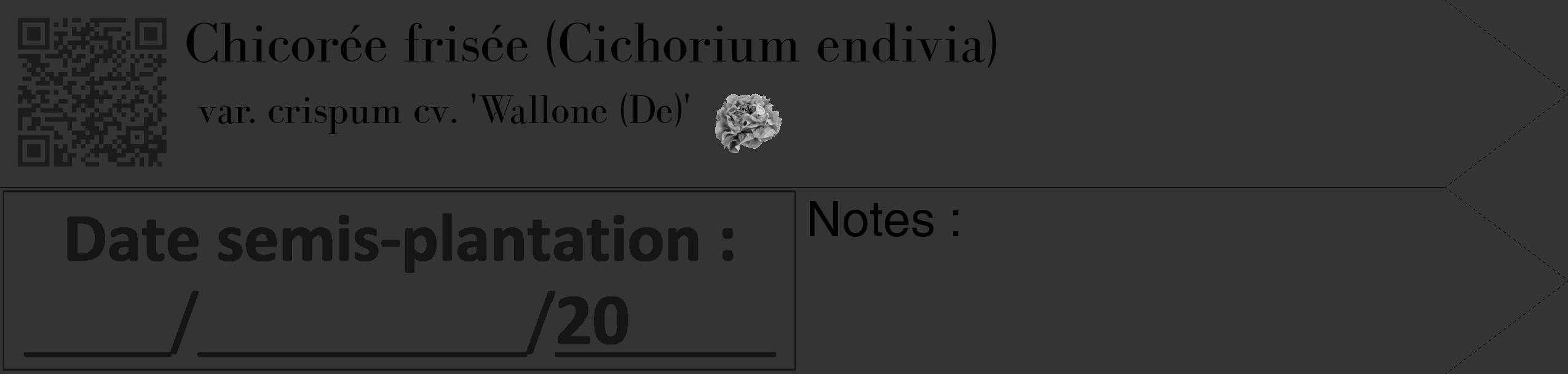 Étiquette de : Cichorium endivia var. crispum cv. 'Wallone (De)' - format c - style noire46_simple_simplebod avec qrcode et comestibilité simplifiée