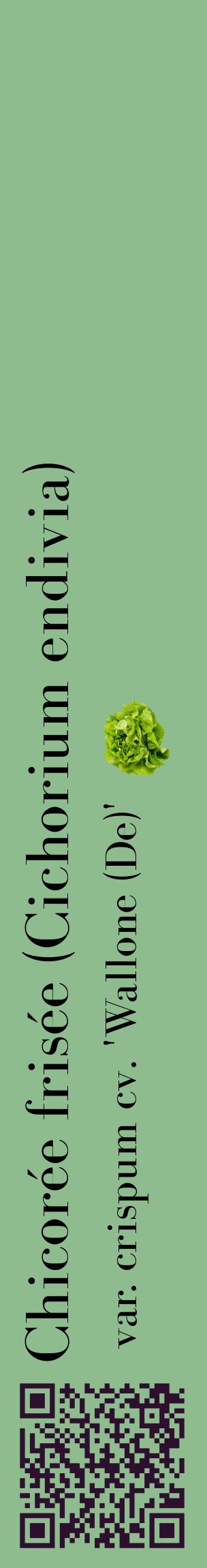 Étiquette de : Cichorium endivia var. crispum cv. 'Wallone (De)' - format c - style noire13_basiquebod avec qrcode et comestibilité simplifiée
