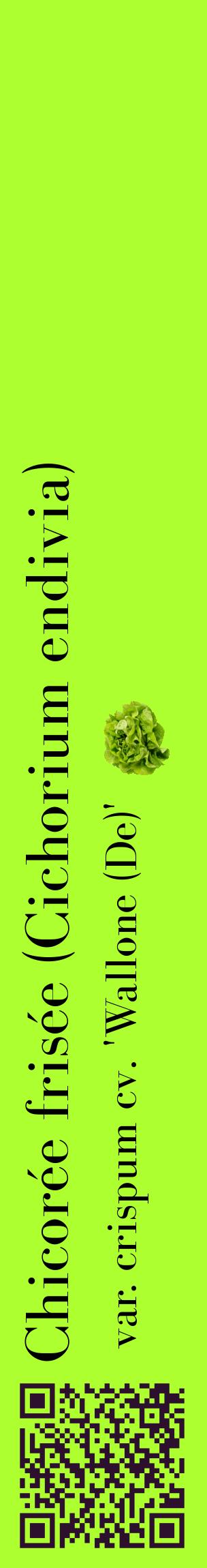 Étiquette de : Cichorium endivia var. crispum cv. 'Wallone (De)' - format c - style noire17_basiquebod avec qrcode et comestibilité simplifiée