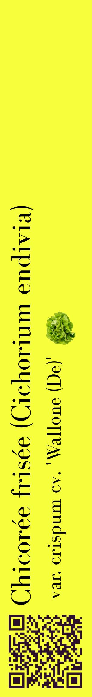 Étiquette de : Cichorium endivia var. crispum cv. 'Wallone (De)' - format c - style noire18_basiquebod avec qrcode et comestibilité simplifiée