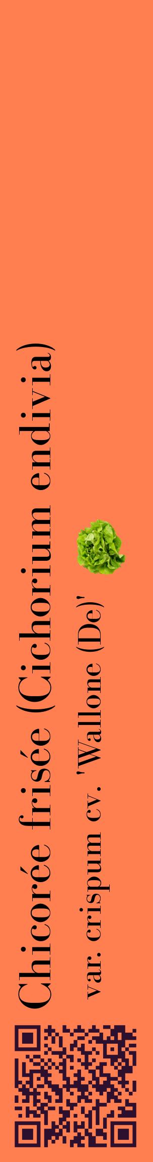 Étiquette de : Cichorium endivia var. crispum cv. 'Wallone (De)' - format c - style noire24_basiquebod avec qrcode et comestibilité simplifiée