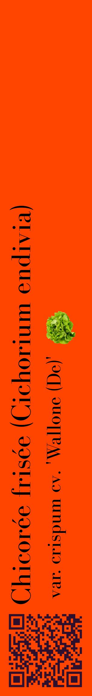 Étiquette de : Cichorium endivia var. crispum cv. 'Wallone (De)' - format c - style noire26_basiquebod avec qrcode et comestibilité simplifiée