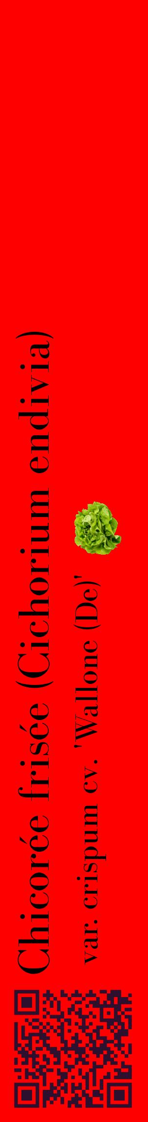 Étiquette de : Cichorium endivia var. crispum cv. 'Wallone (De)' - format c - style noire27_basiquebod avec qrcode et comestibilité simplifiée