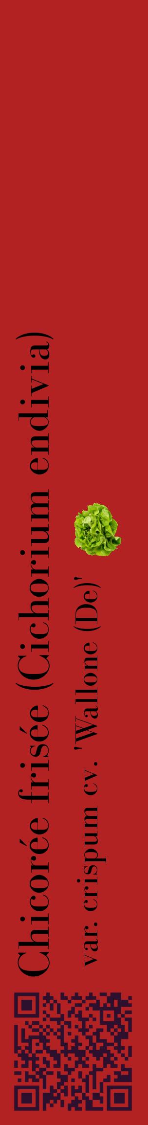 Étiquette de : Cichorium endivia var. crispum cv. 'Wallone (De)' - format c - style noire28_basiquebod avec qrcode et comestibilité simplifiée