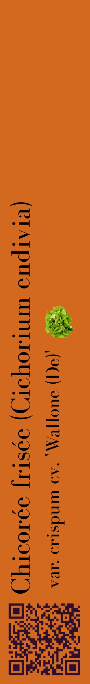 Étiquette de : Cichorium endivia var. crispum cv. 'Wallone (De)' - format c - style noire31_basiquebod avec qrcode et comestibilité simplifiée